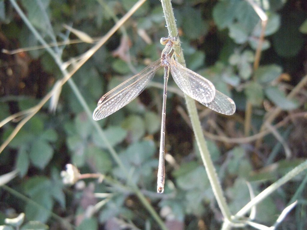 Lestes? - Lestes barbarus